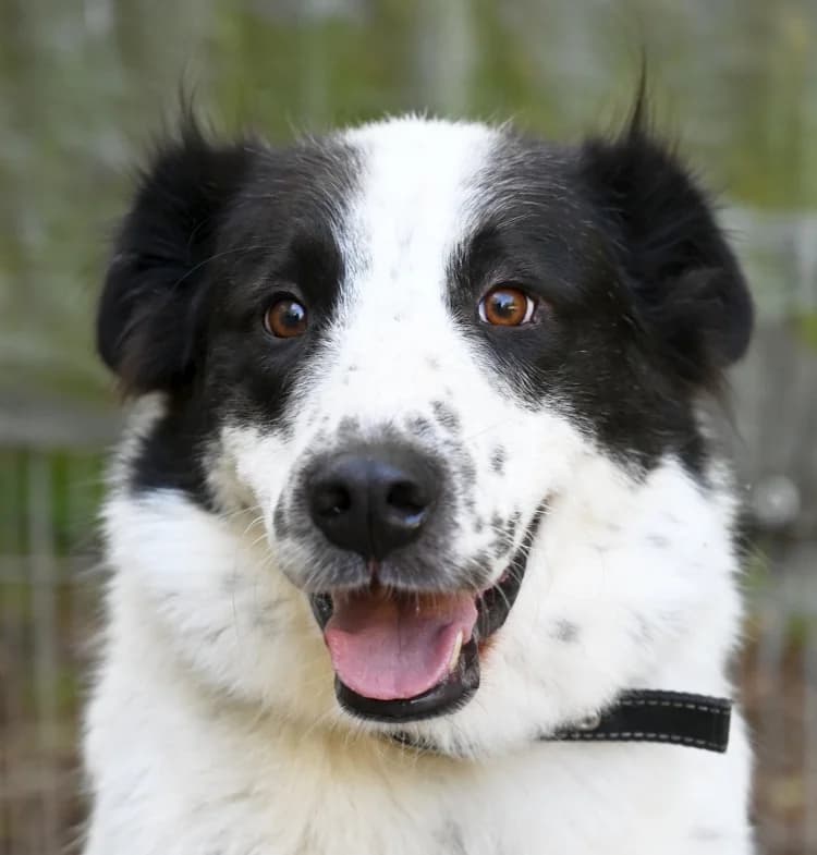 Götz, Mixed Breed (Tierschutz Wörrstadt)