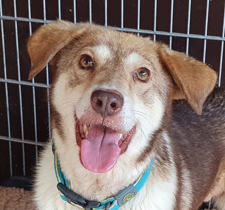 Nima, Mixed Breed (Tierschutz Wörrstadt)