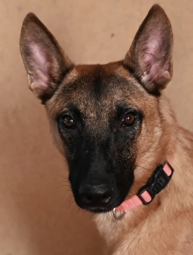 Maka, male young Belgian Malinois for adoption at Tierschutz Wörrstadt, Wörrstadt