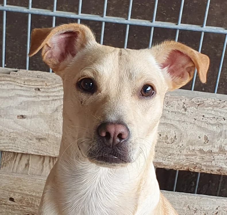 Limbo, Mixed Breed (Tierschutz Wörrstadt)