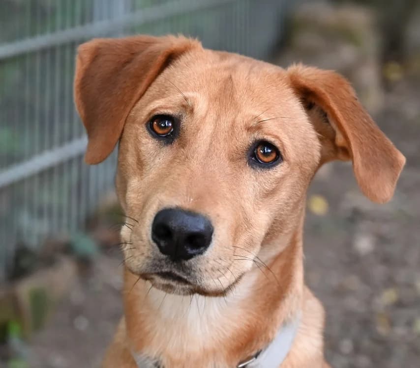 Stevie, Mixed Breed (Tierschutz Wörrstadt)