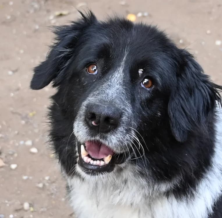 Boschka, Mixed Breed (Tierschutz Wörrstadt)