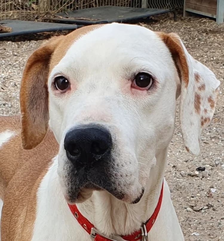 Rosa, female young Mixed Breed for adoption at Tierschutz Wörrstadt, Wörrstadt