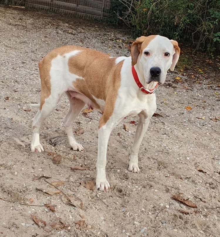 Rosa, female Mixed Breed for adoption at Tierschutz Wörrstadt — photo 2 of 12