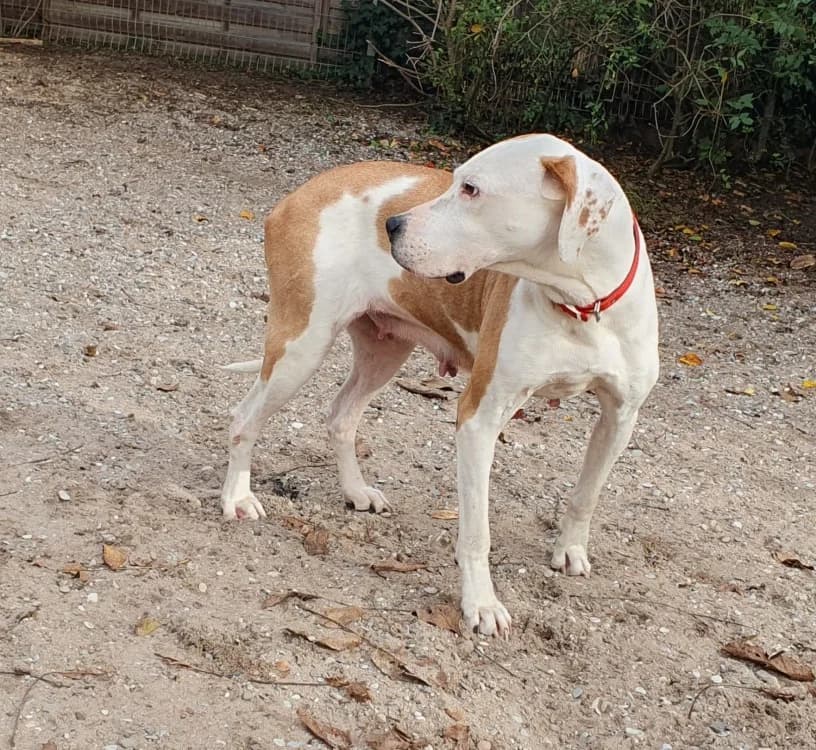 Rosa, female Mixed Breed for adoption at Tierschutz Wörrstadt — photo 3 of 12