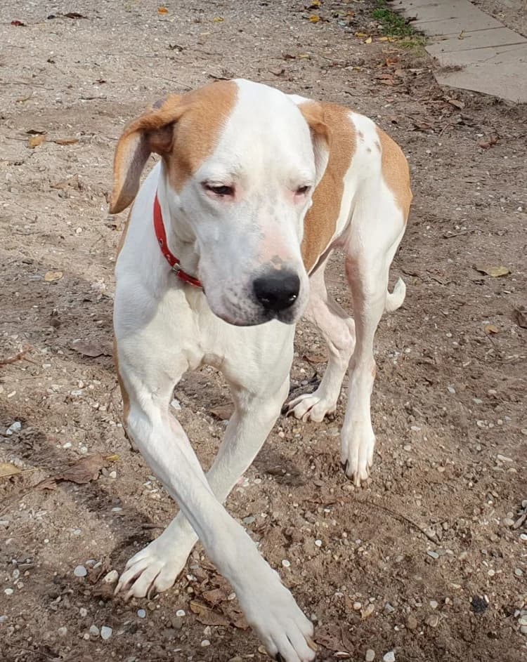 Rosa, female Mixed Breed for adoption at Tierschutz Wörrstadt — photo 4 of 12