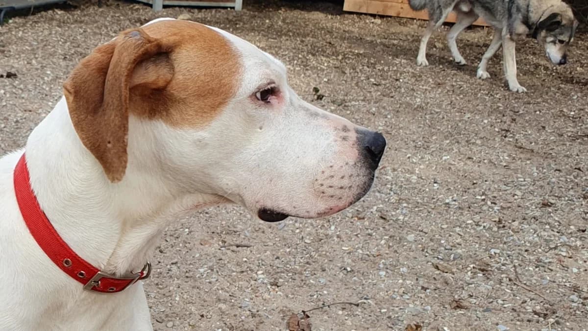 Rosa, female Mixed Breed for adoption at Tierschutz Wörrstadt — photo 5 of 12