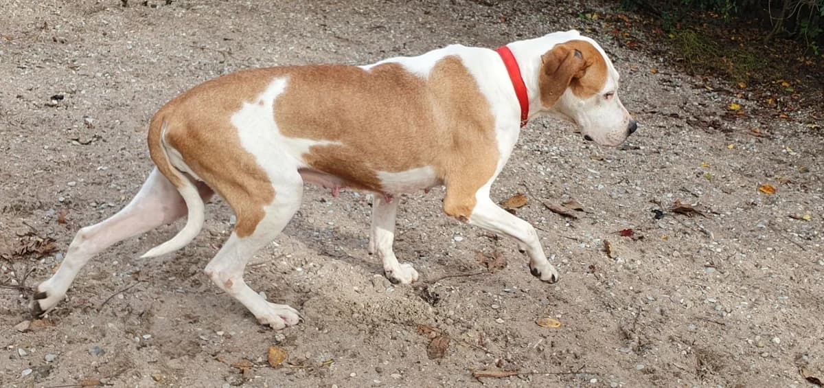 Rosa, female Mixed Breed for adoption at Tierschutz Wörrstadt — photo 6 of 12