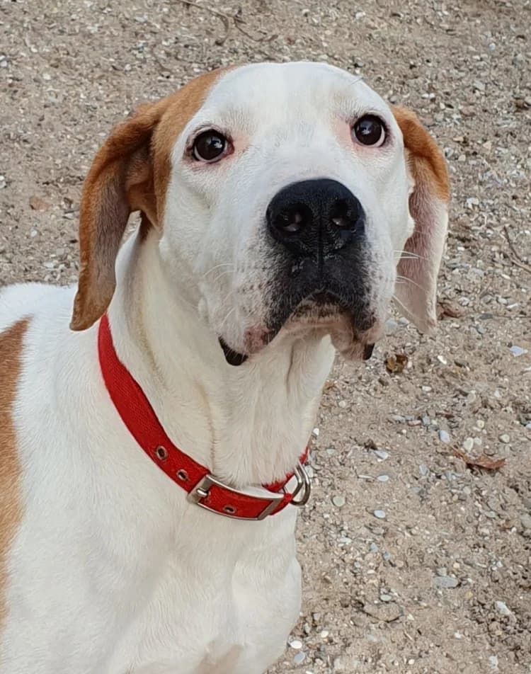 Rosa, female Mixed Breed for adoption at Tierschutz Wörrstadt — photo 7 of 12
