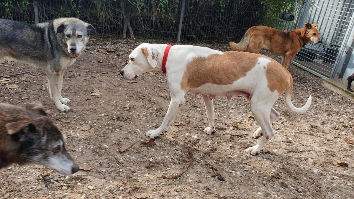 Rosa, female Mixed Breed for adoption at Tierschutz Wörrstadt — photo 8 of 12