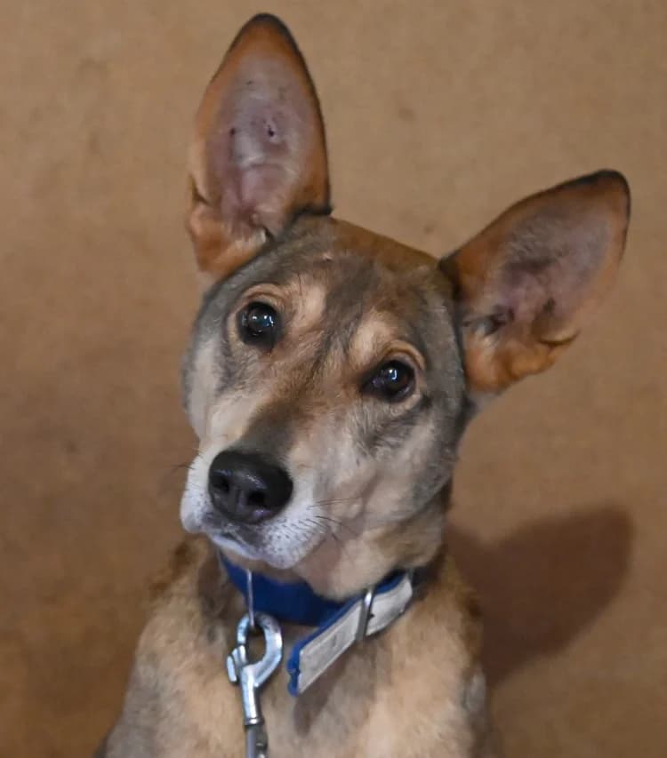 Rommi, female young German Shepherd for adoption at Tierschutz Wörrstadt, Wörrstadt