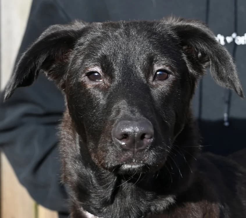 Layla, Mixed Breed (Tierschutz Wörrstadt)