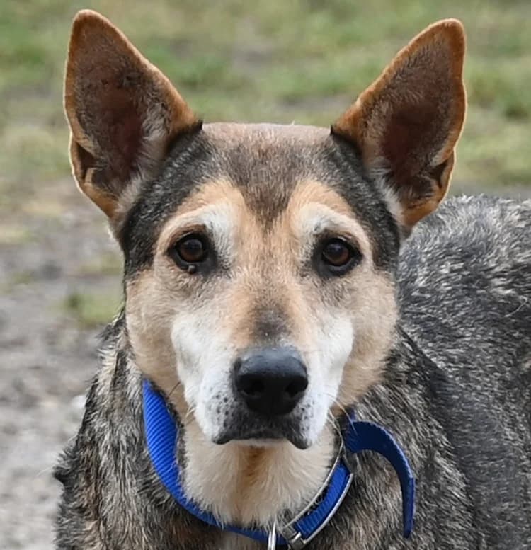 Riwka, female puppy German Shepherd for adoption at Tierschutz Wörrstadt, Wörrstadt