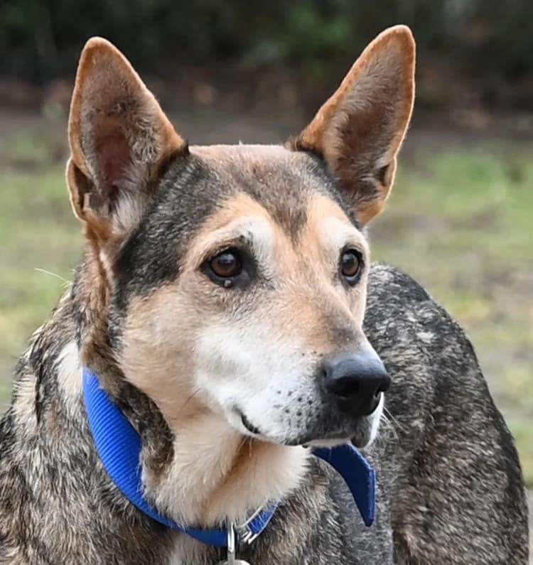 Riwka, female German Shepherd for adoption at Tierschutz Wörrstadt — photo 2 of 11