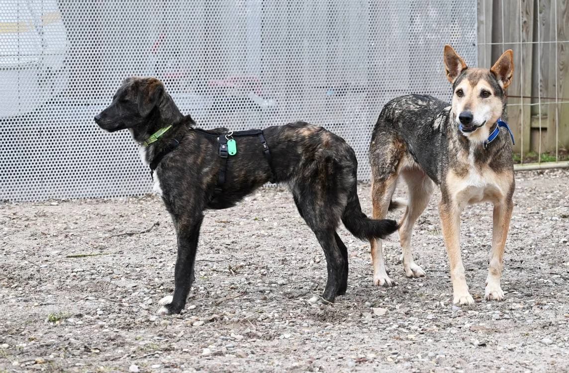 Riwka, female German Shepherd for adoption at Tierschutz Wörrstadt — photo 3 of 11