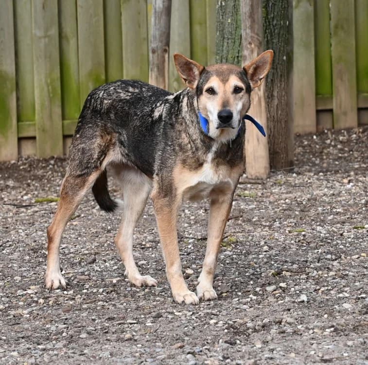 Riwka, female German Shepherd for adoption at Tierschutz Wörrstadt — photo 4 of 11