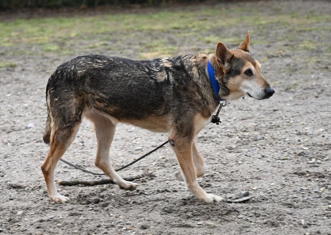 Riwka, female German Shepherd for adoption at Tierschutz Wörrstadt — photo 5 of 11