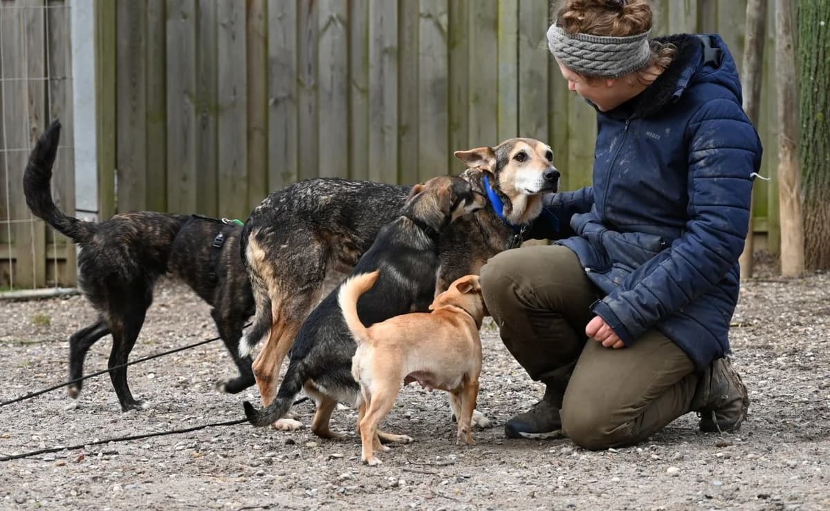 Riwka, female German Shepherd for adoption at Tierschutz Wörrstadt — photo 6 of 11