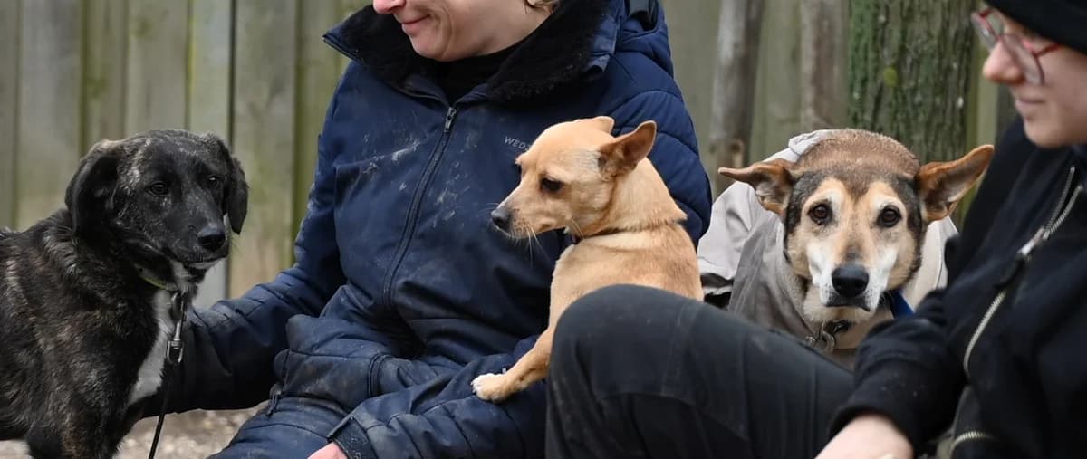 Riwka, female German Shepherd for adoption at Tierschutz Wörrstadt — photo 7 of 11