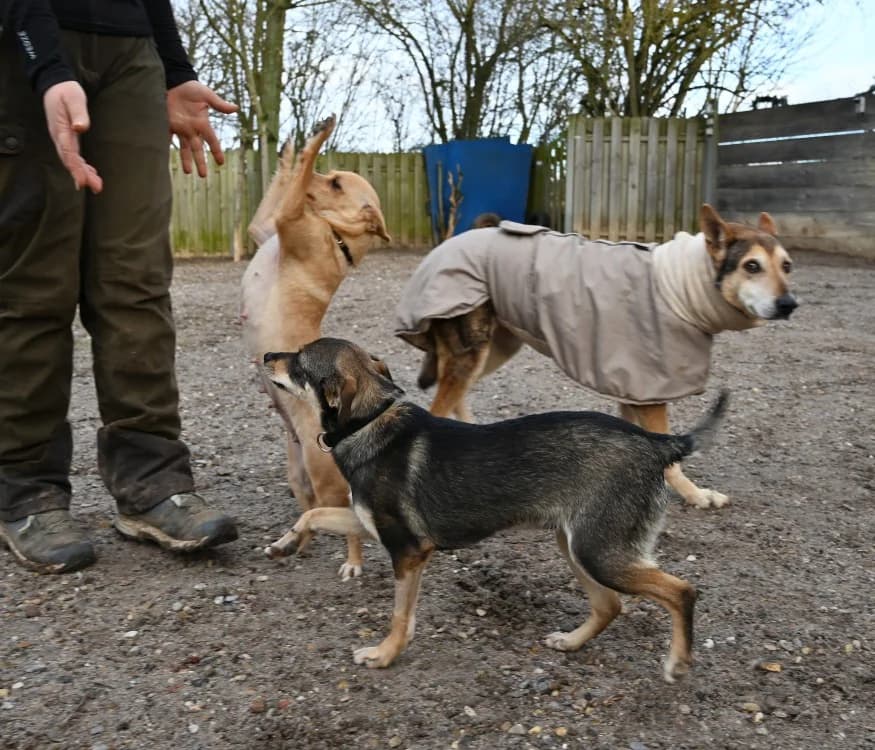 Riwka, female German Shepherd for adoption at Tierschutz Wörrstadt — photo 8 of 11
