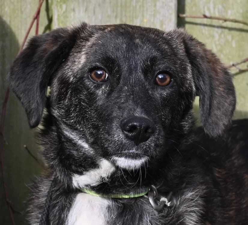 Dana, female puppy Mixed Breed for adoption at Tierschutz Wörrstadt, Wörrstadt