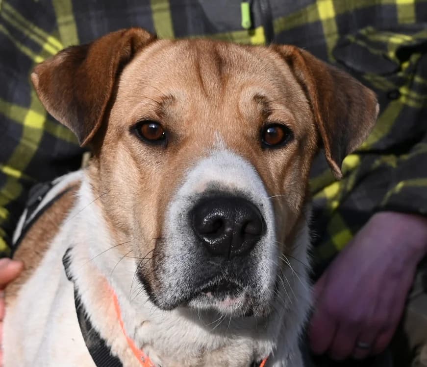Ambra, female puppy Mixed Breed for adoption at Tierschutz Wörrstadt, Wörrstadt