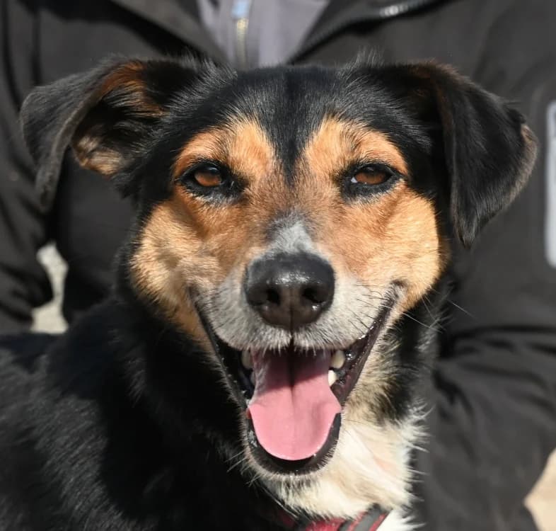 Tonka, Mixed Breed (Tierschutz Wörrstadt)