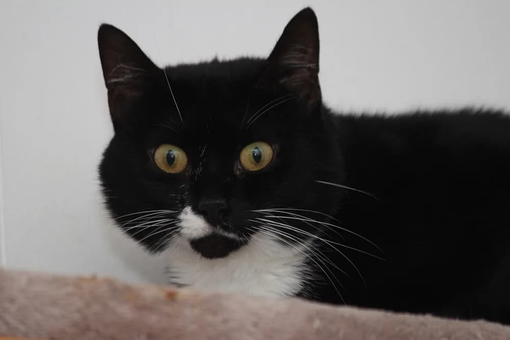 Enid, schwarz  senior European Shorthair for adoption at Tierschutzverein Halver, Halver