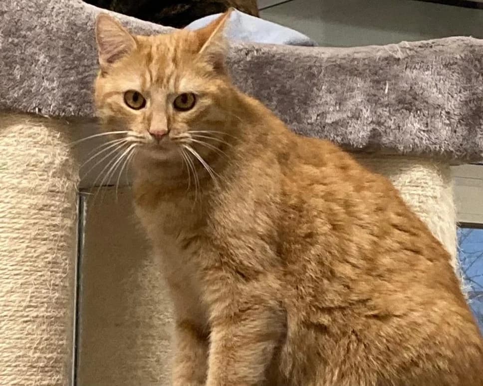 Garfield, rot  European Shorthair for adoption at Tierschutzverein Halver, Halver