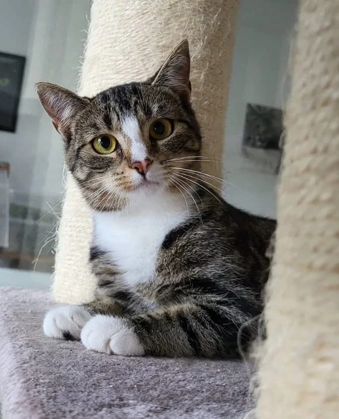 Minka, getigert  European Shorthair for adoption at Tierschutzverein Halver, Halver
