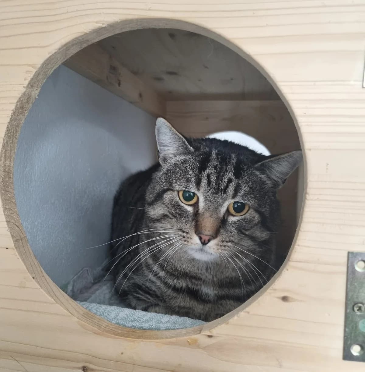 Ernesto, braun male 4yo European Shorthair for adoption at Tierschutzverein Halver, Halver