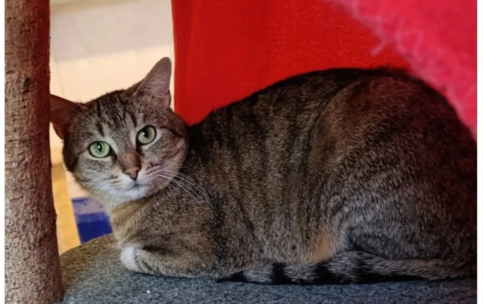 Strolch, braun male 4yo European Shorthair for adoption at Tierschutzverein Halver, Halver