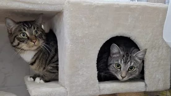 Ivy und Scar, braun  young European Shorthair for adoption at Tierschutzverein Halver, Halver