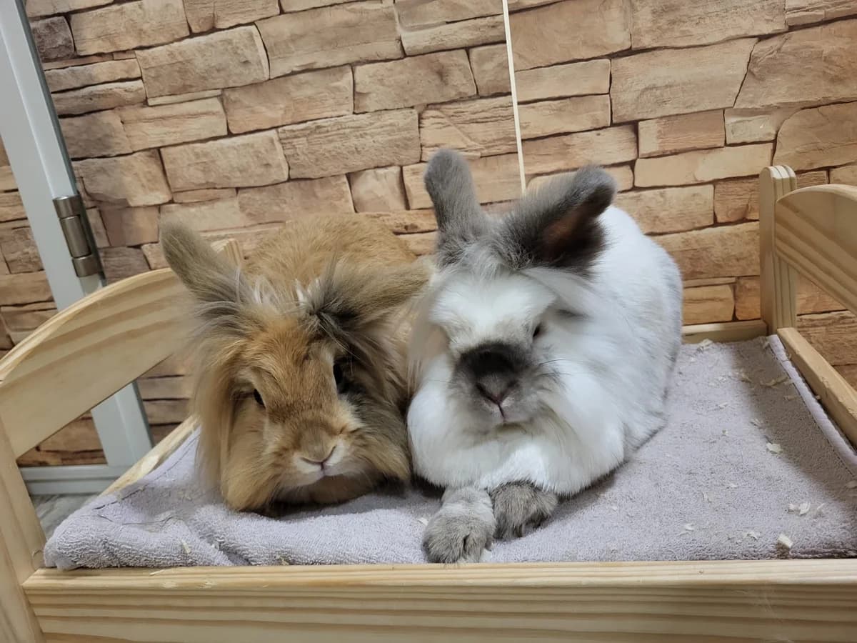 Elvis & Priscilla, braun  6yo Mixed Breed for adoption at Tierschutzverein Halver, Halver