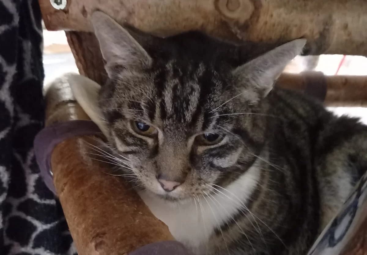 Mickey, braun male senior European Shorthair for adoption at Tierschutzverein Halver, Halver