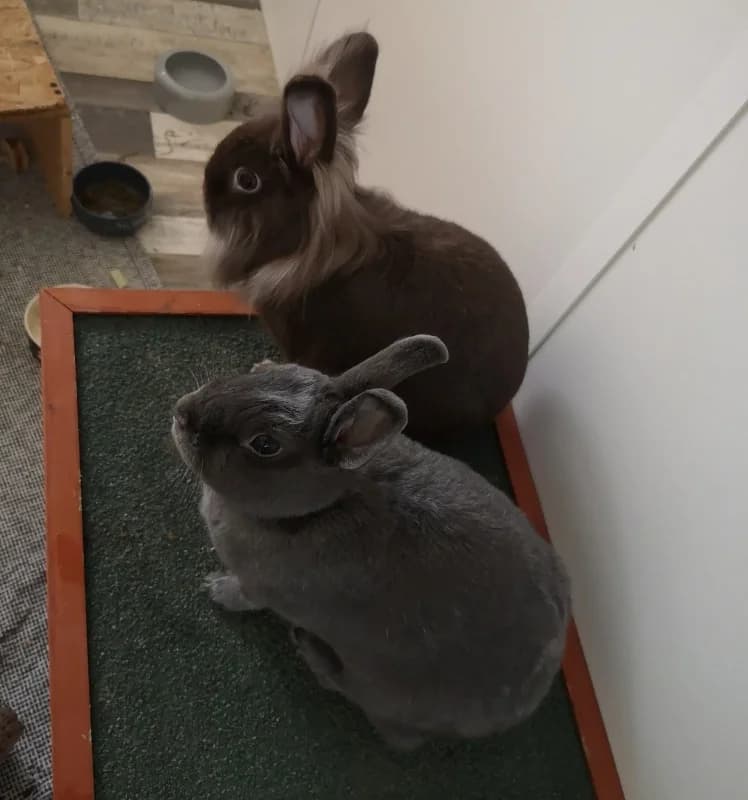 Shadow & Dusty, grau  Mixed Breed for adoption at Tierschutzverein Halver, Halver