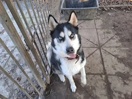 Dan, schwarz male Mixed Breed for adoption at Tierschutzhof, Dickel