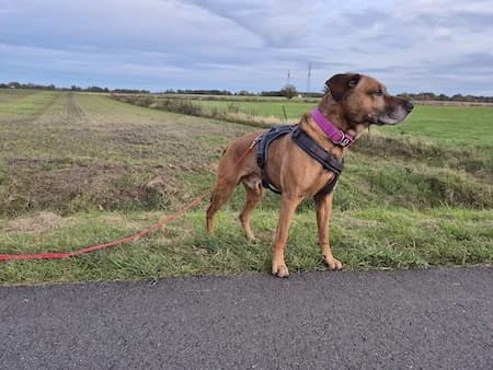 Bubi, braun male Mixed Breed for adoption at Tierschutzhof, Dickel