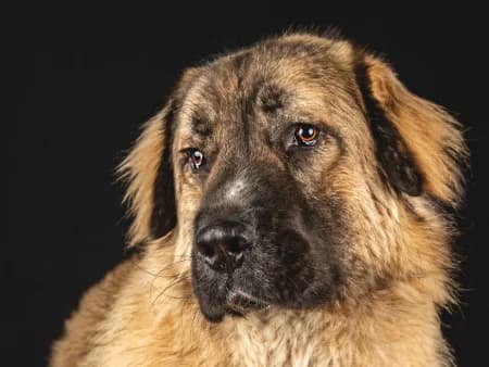 Manni, beige male 4yo Mixed Breed for adoption at Tierschutzhof, Dickel