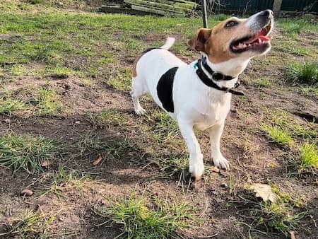 Krümel, braun male Mixed Breed for adoption at Tierschutzhof, Dickel