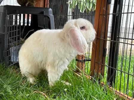 Daiso, male 4yo Mixed Breed for adoption at Tierschutzhof, Dickel