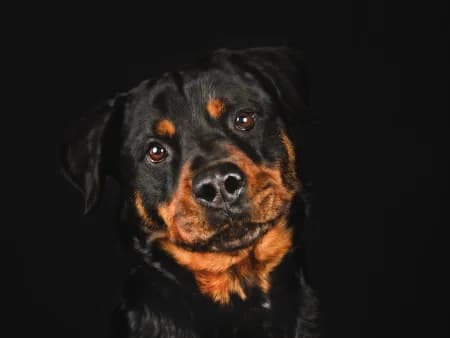 MyFly, schwarz male senior Mixed Breed for adoption at Tierschutzhof, Dickel