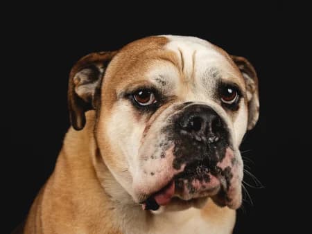Amboss, hellbraun male senior Mixed Breed for adoption at Tierschutzhof, Dickel