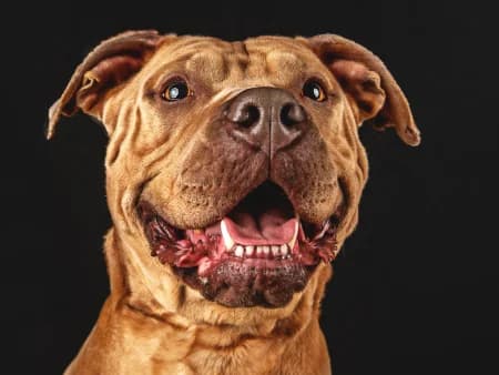 Dobby, braun female 6yo Mixed Breed for adoption at Tierschutzhof, Dickel