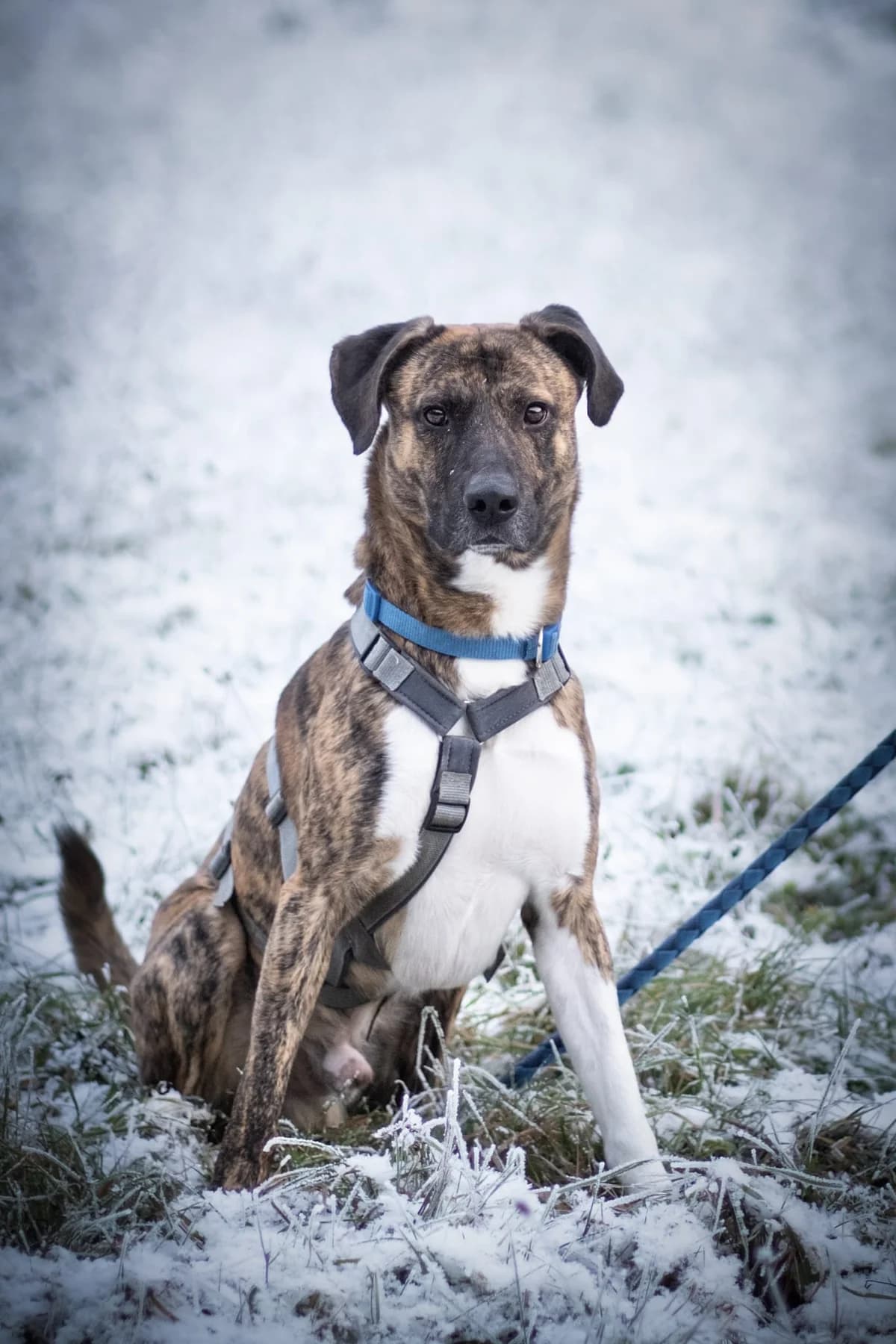 Bayo, braun schwarz gestromt  male Mixed Breed for adoption at Tierschutzverein Diez, Diez