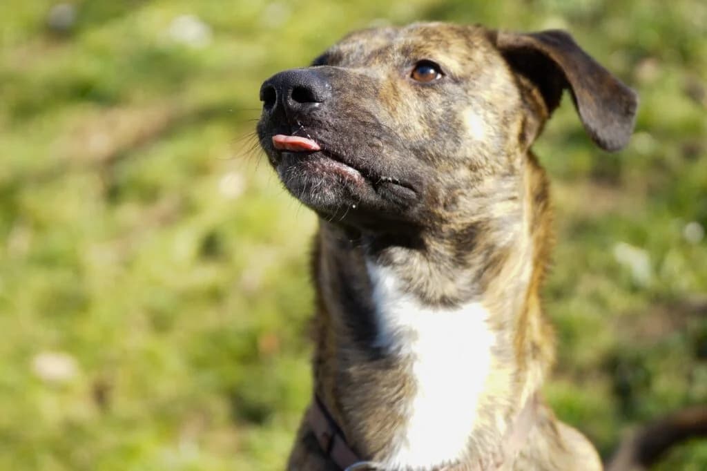 Bayo, braun schwarz gestromt  male Mixed Breed for adoption at Tierschutzverein Diez, Diez — photo 2 of 18