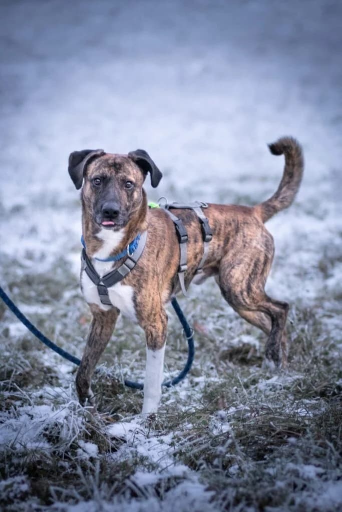 Bayo, braun schwarz gestromt  male Mixed Breed for adoption at Tierschutzverein Diez, Diez — photo 3 of 18
