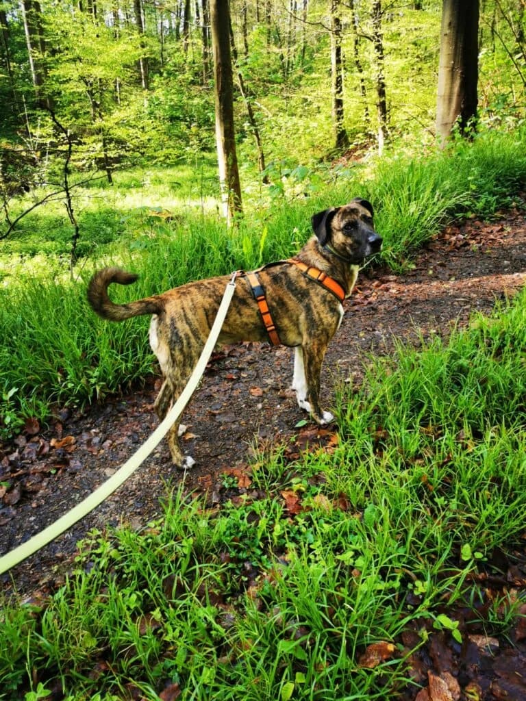 Bayo, braun schwarz gestromt  male Mixed Breed for adoption at Tierschutzverein Diez, Diez — photo 4 of 18