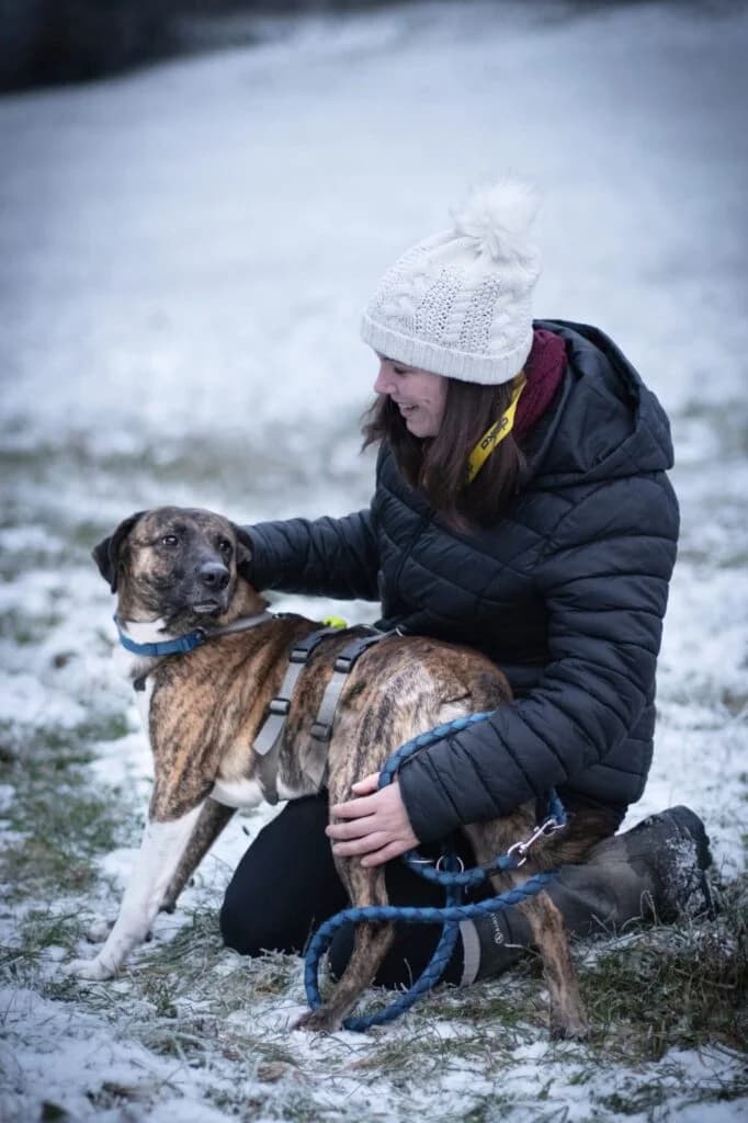 Bayo, braun schwarz gestromt  male Mixed Breed for adoption at Tierschutzverein Diez, Diez — photo 5 of 18