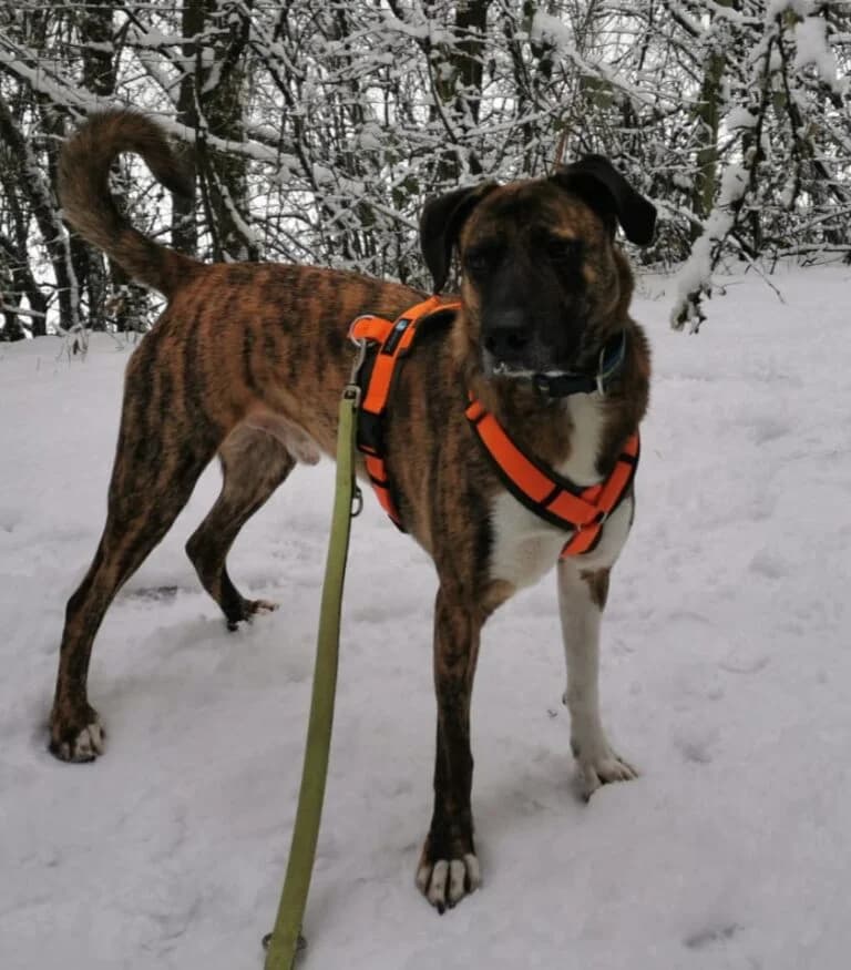 Bayo, braun schwarz gestromt  male Mixed Breed for adoption at Tierschutzverein Diez, Diez — photo 7 of 18